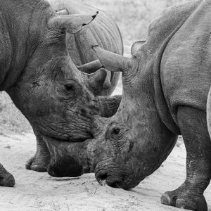 Rhino Photo