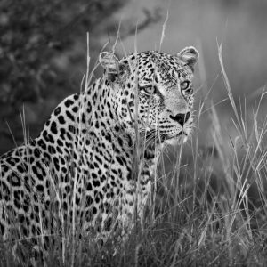 Leopard Photo