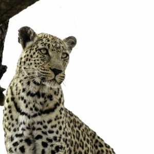 Leopard - Colour