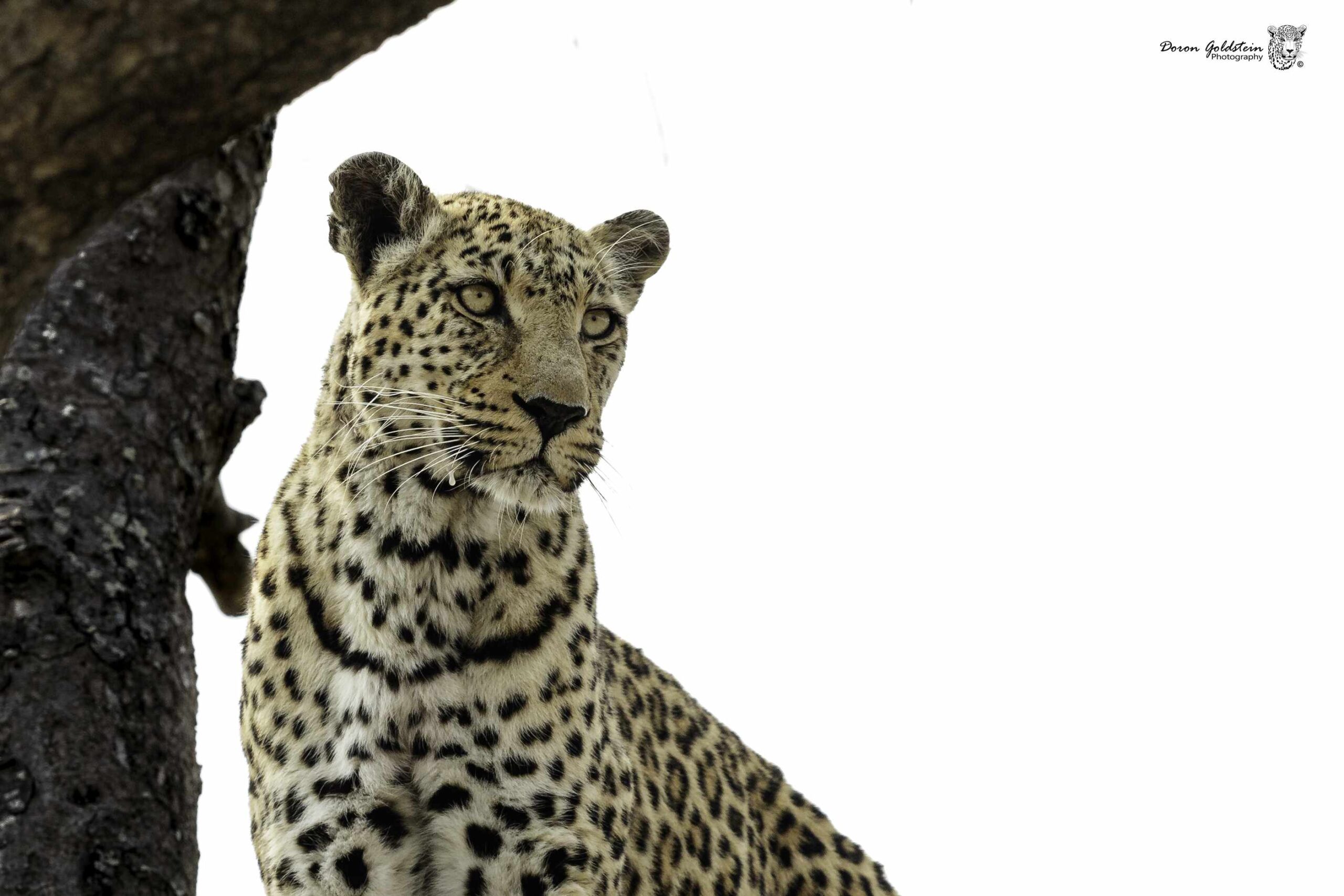 Leopard - Colour