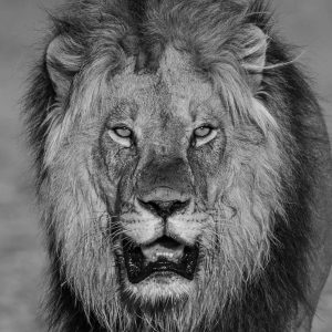 Lion Photo