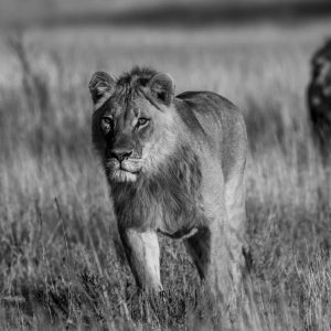 Lion Photo