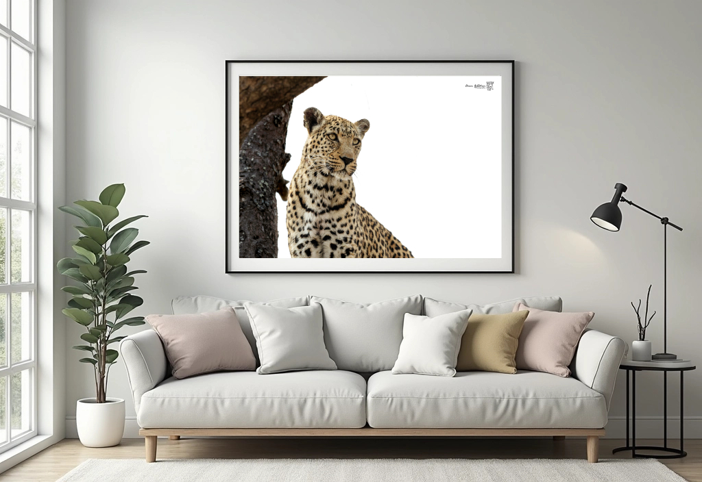 Leopard - Colour - Image 3