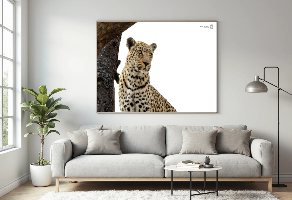 Leopard - Colour - Image 2