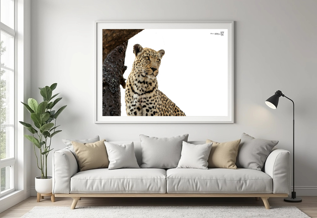 Leopard - Colour - Image 5
