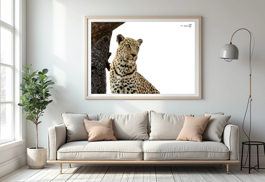 Leopard - Colour - Image 4